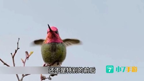 倒着飞的鸟